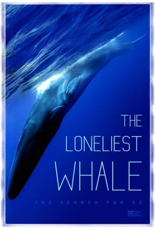 最孤独的鲸寻找52